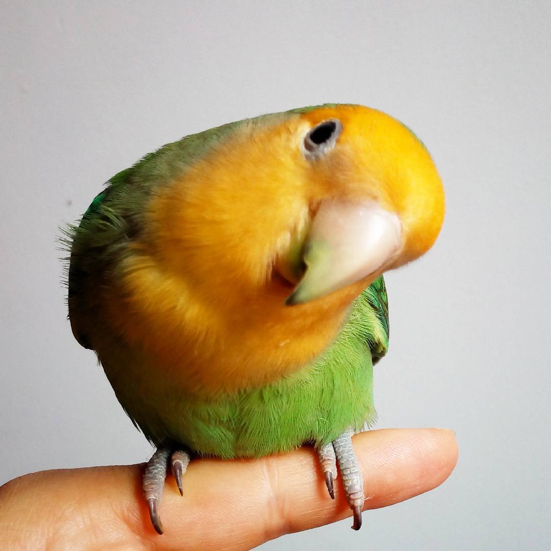 10683798_467883733394970_561046217_n