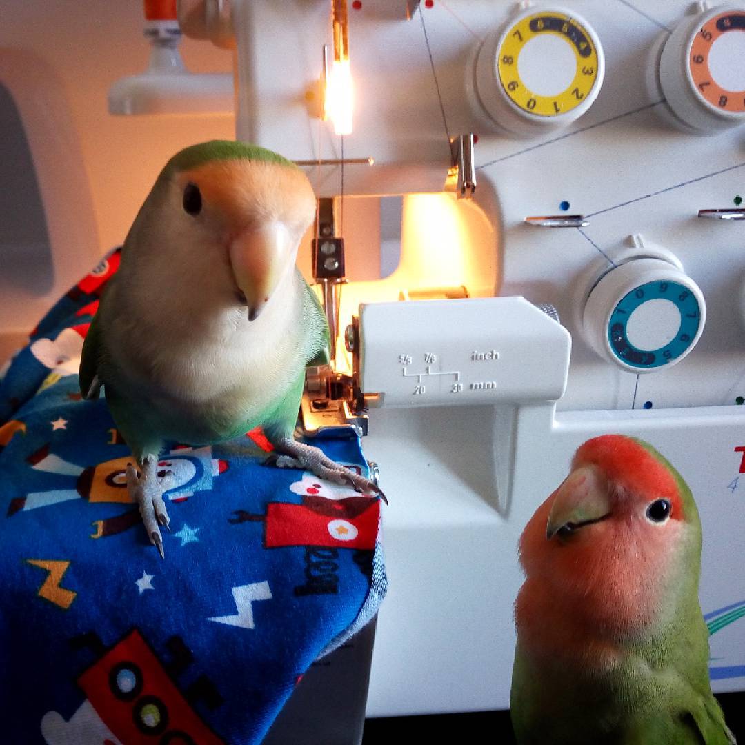 12298888_447521638787651_1413260181_n